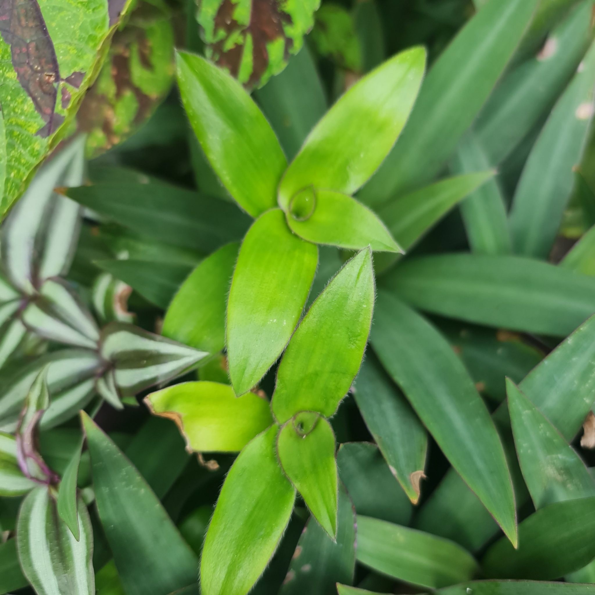 Photo of the plant species Flowering Inch Plant by @Diospectre named Inchi on Greg, the plant care app