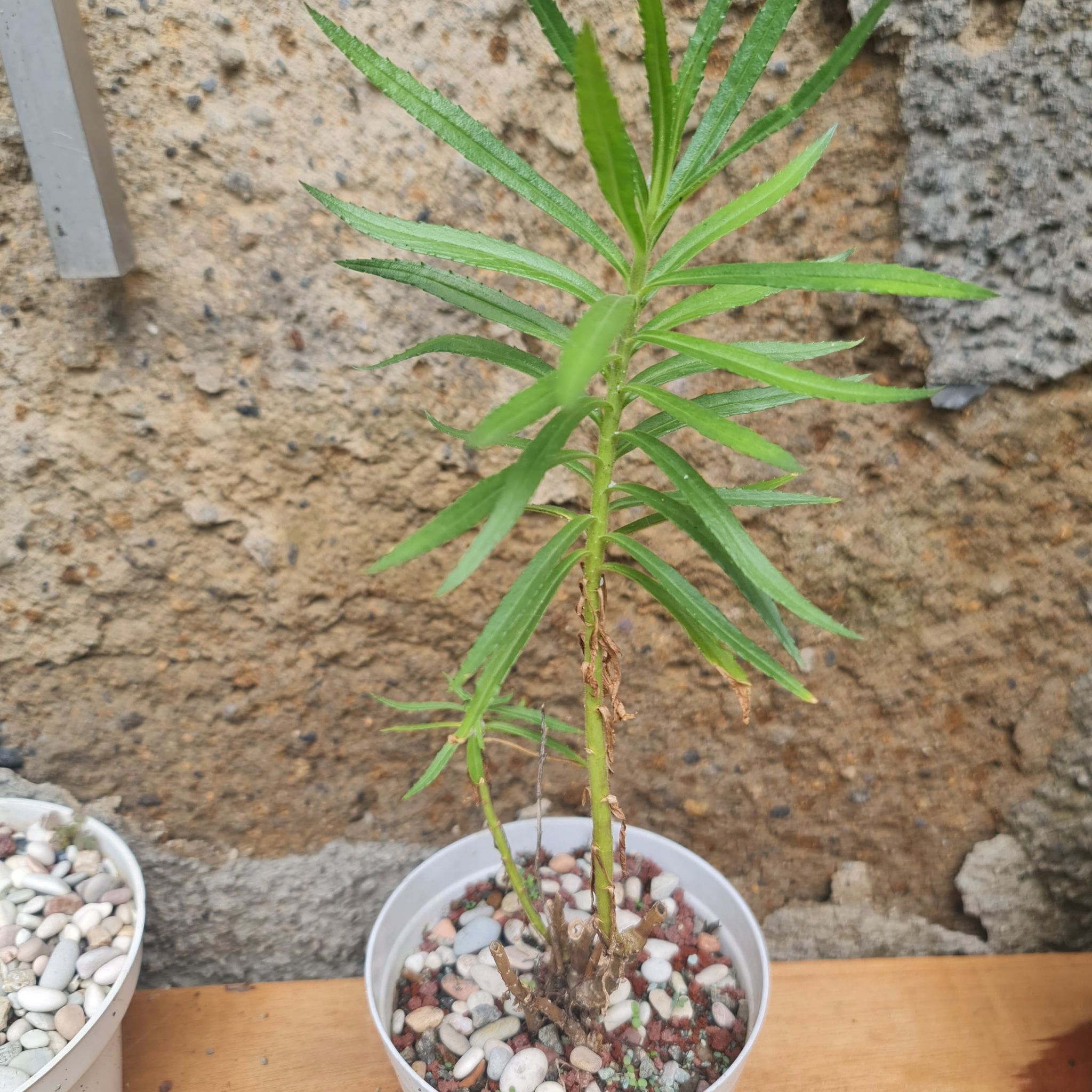 Photo of the plant species Angelonia by @Diospectre named Angelo on Greg, the plant care app
