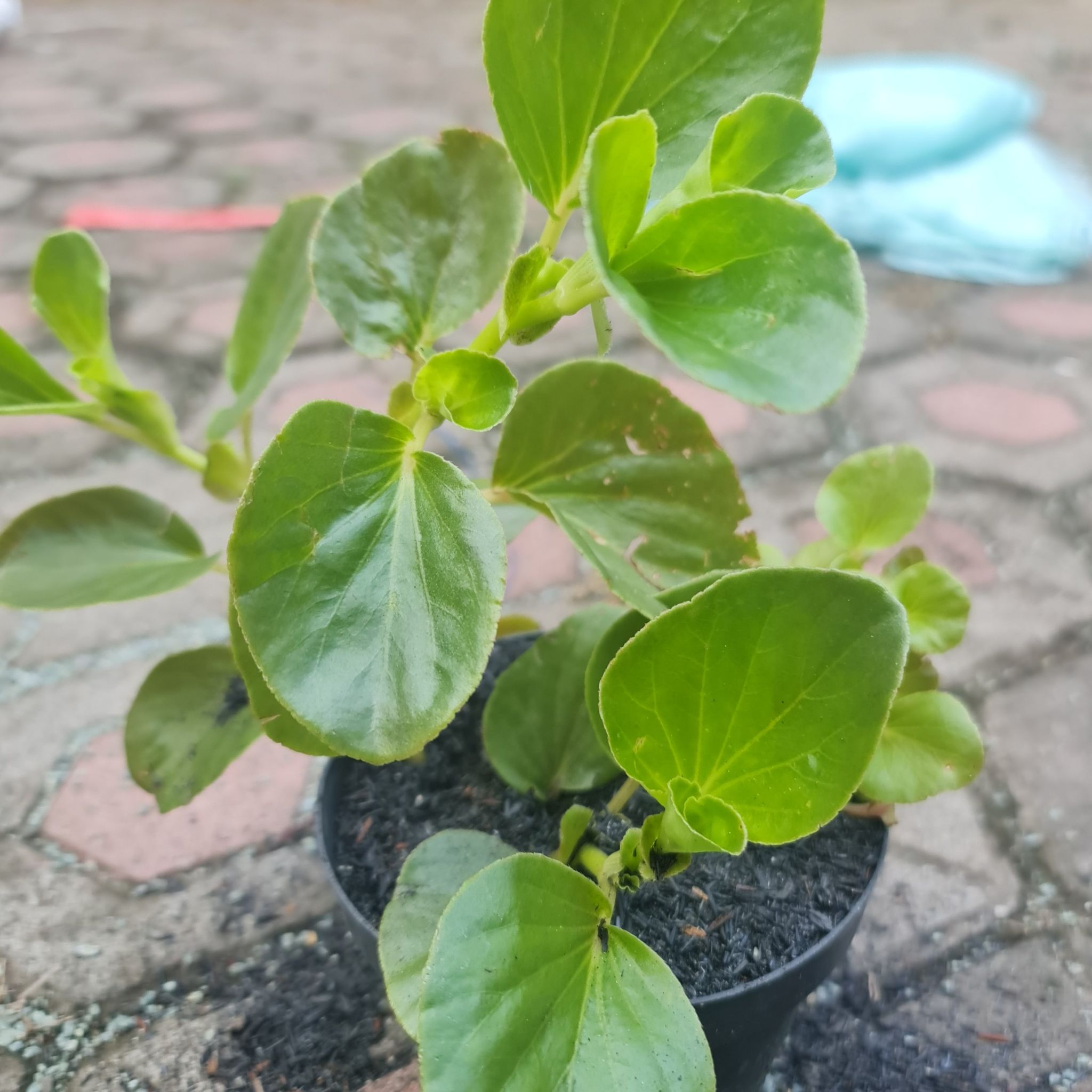 Photo of the plant species Brazilian Begonia by @Diospectre named Ylvis on Greg, the plant care app