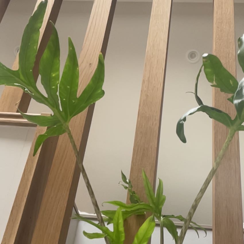 Photo of the plant species Alocasia 'Pink Passion' by @FashionerOkra named Mollie on Greg, the plant care app