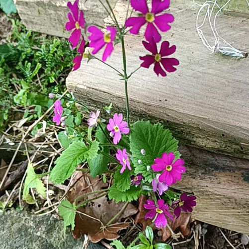 Photo of the plant species Annual Honesty by @HoorayDogrose94 named Duke on Greg, the plant care app