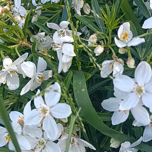 Photo of the plant species Mexican Orange Blossom by @HoorayDogrose94 named Muhammad Ali on Greg, the plant care app