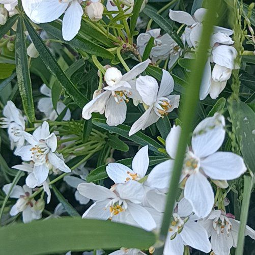Photo of the plant species Mexican Orange Blossom by @HoorayDogrose94 named Ulysses S Plant on Greg, the plant care app