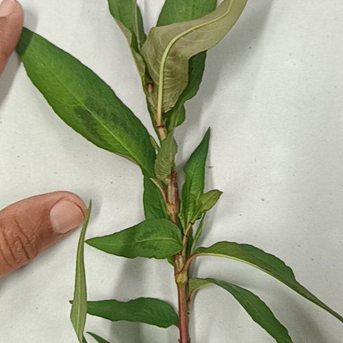 Photo of the plant species Spotted Ladysthumb by @HoorayDogrose94 named Leonardo on Greg, the plant care app