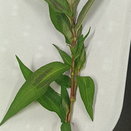 Photo of the plant species Persicaria Longiseta by @HoorayDogrose94 named Tolkien on Greg, the plant care app