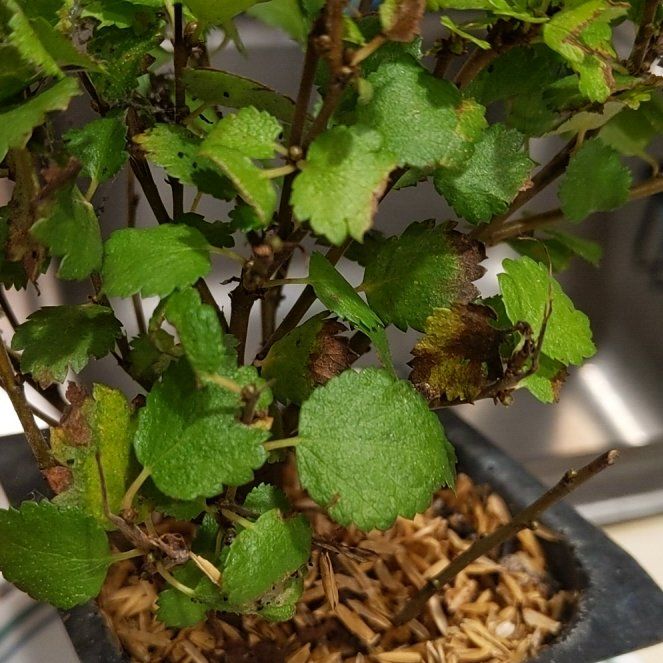 Photo of the plant species Dwarf Birch by @FreeAgave48 named Chesky Gold on Greg, the plant care app