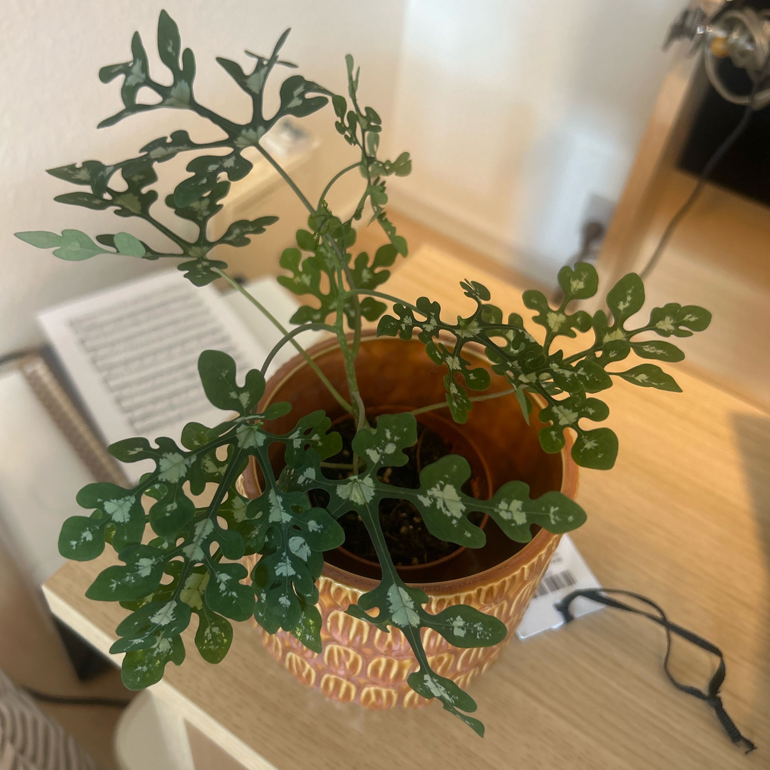 Photo of the plant species Perrier's Adenia by @DapperSwampdock named Fernie Mac on Greg, the plant care app