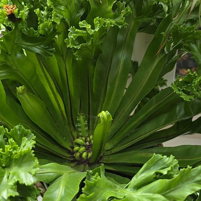 Photo of the plant species Leslie Bird's Nest Fern by @SilkenWhiterose named Madonna on Greg, the plant care app