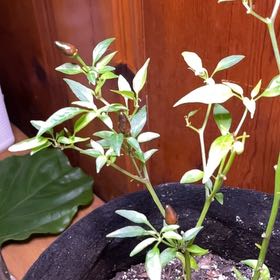 Photo of the plant species Thai Pepper by @WhollyCorkelm64 named Oscar on Greg, the plant care app