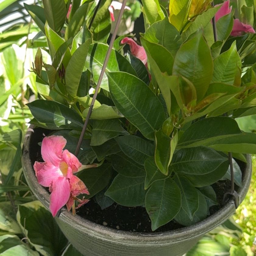 Photo of the plant species Mandevilla by @GnarlySeepmuhly named Ronaldo on Greg, the plant care app