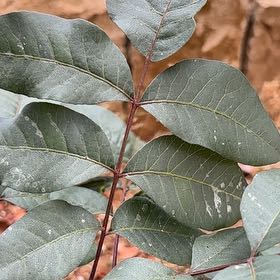 Photo of the plant species Cyprus Turpentine by @ValidCoralbeads named Kendall on Greg, the plant care app