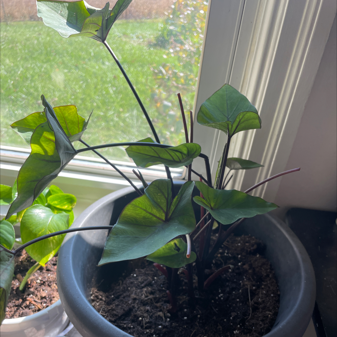 Photo of the plant species Coffee Cups by @moira3ve named Lorelai on Greg, the plant care app