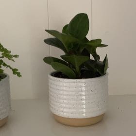 Photo of the plant species baby rubber plant by @DreamyAjwain55 named Hemingway on Greg, the plant care app