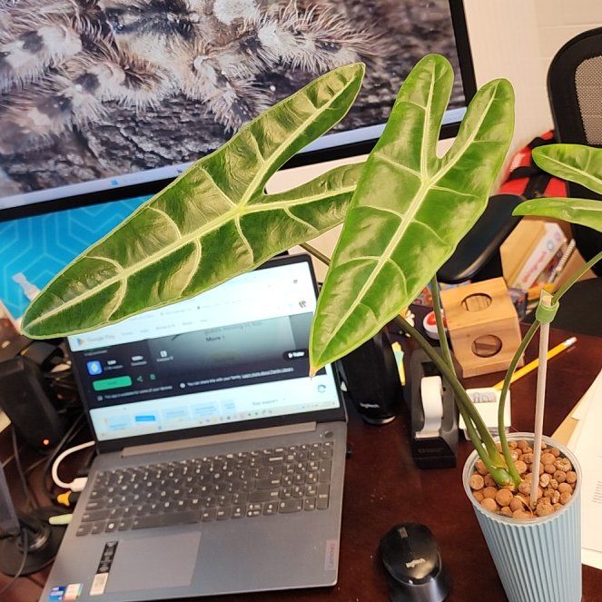 Photo of the plant species Alocasia longiloba 'Dragon's Tooth' by @Thunderer1701 named Draco on Greg, the plant care app