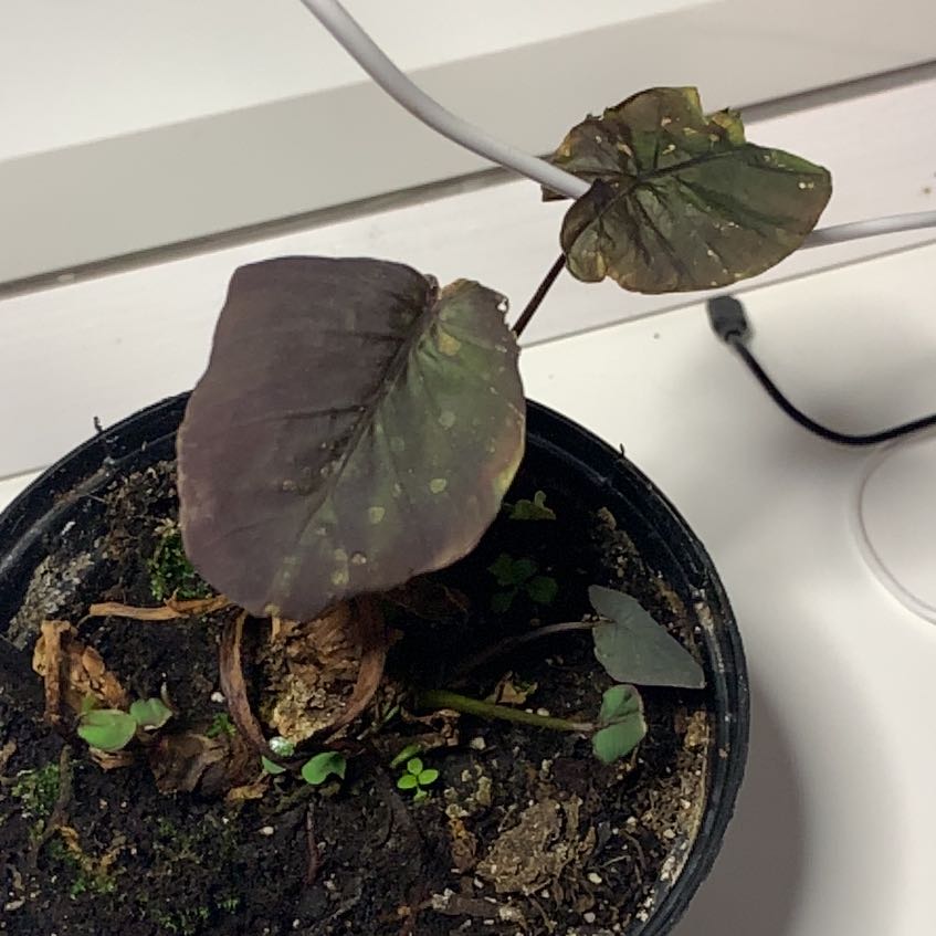 Photo of the plant species Black Coral Elephant Ear by @LeadBottleplant named Harper on Greg, the plant care app