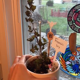 Photo of the plant species Francis Ivy by @Hieifireshadow named Fran on Greg, the plant care app
