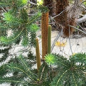 Photo of the plant species Sitka Spruce by @FoxyFoxgrape98 named Beyonce on Greg, the plant care app