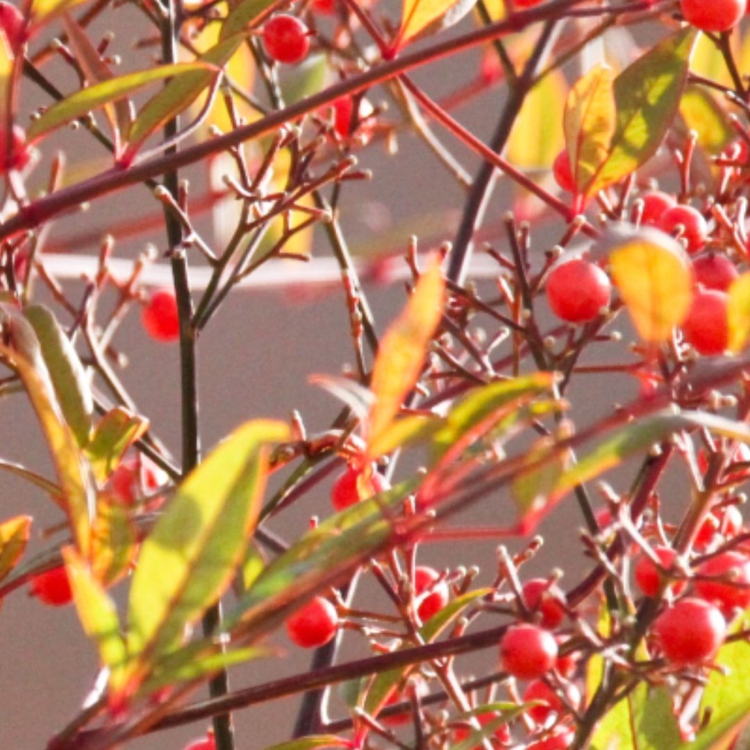 Photo of the plant species Leatherleaf by @AbleWildflowers named Walt on Greg, the plant care app