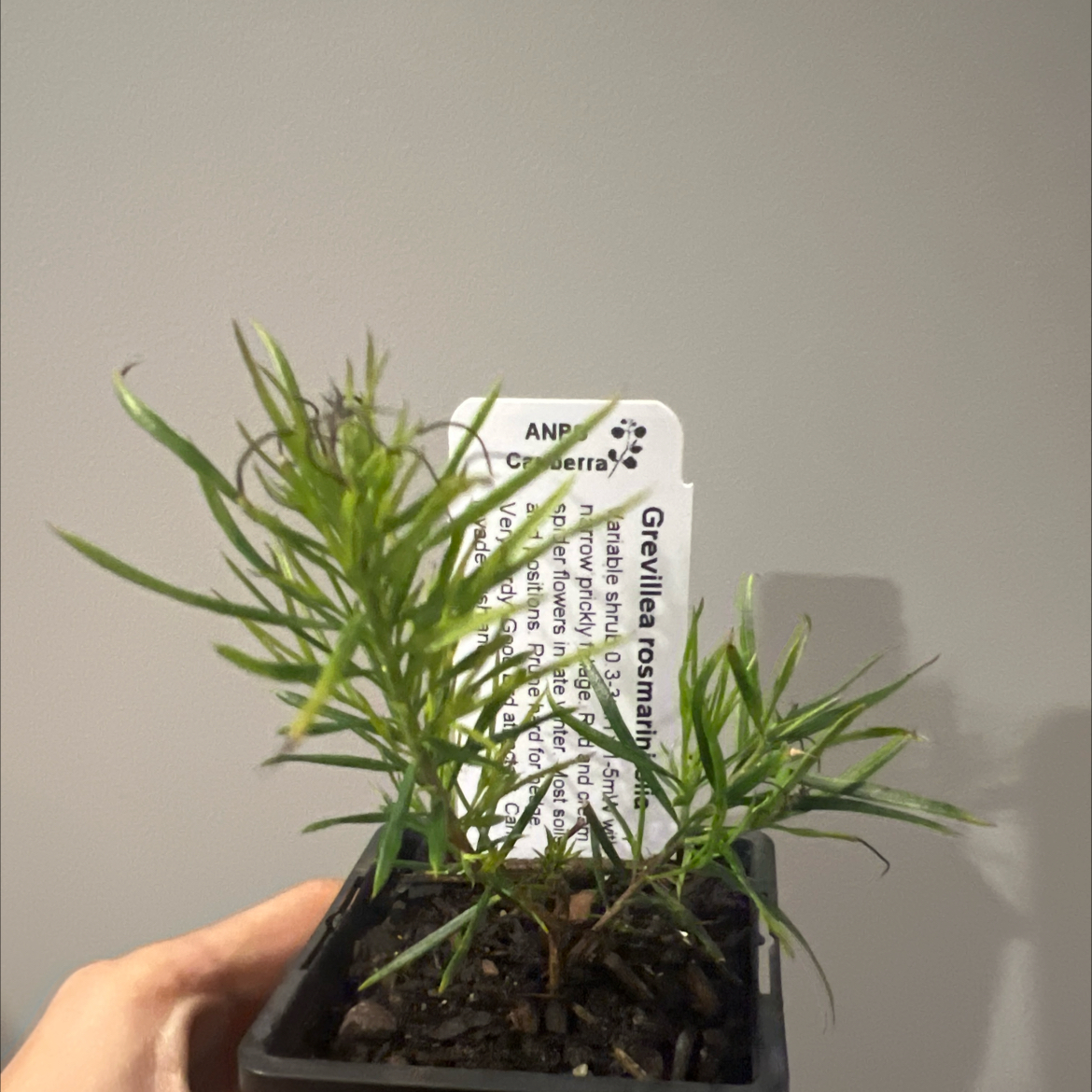 Photo of the plant species Rosemary Grevillea by @ClearTaromojito named Sherlock on Greg, the plant care app