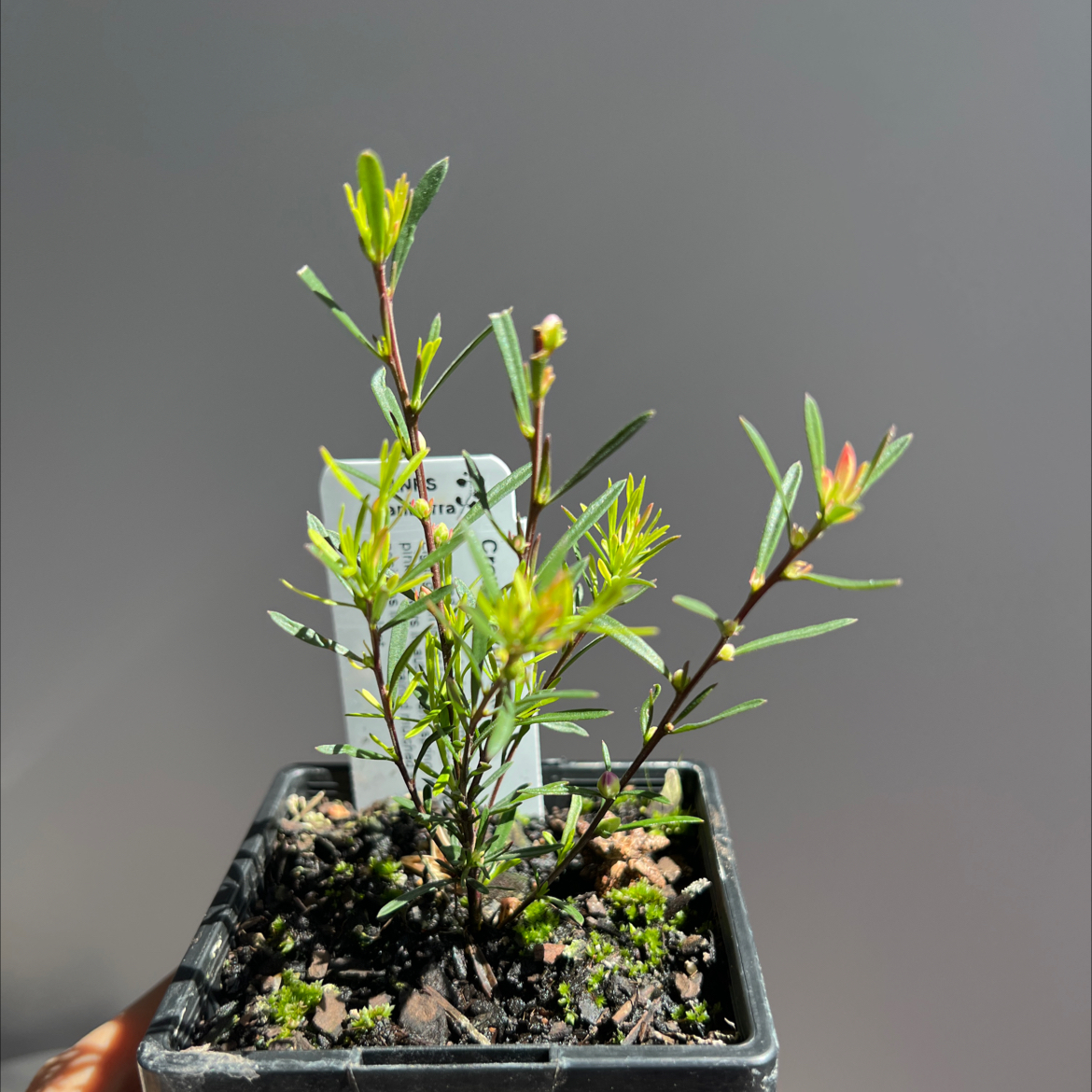 Photo of the plant species Small Crowea by @ClearTaromojito named Diana on Greg, the plant care app