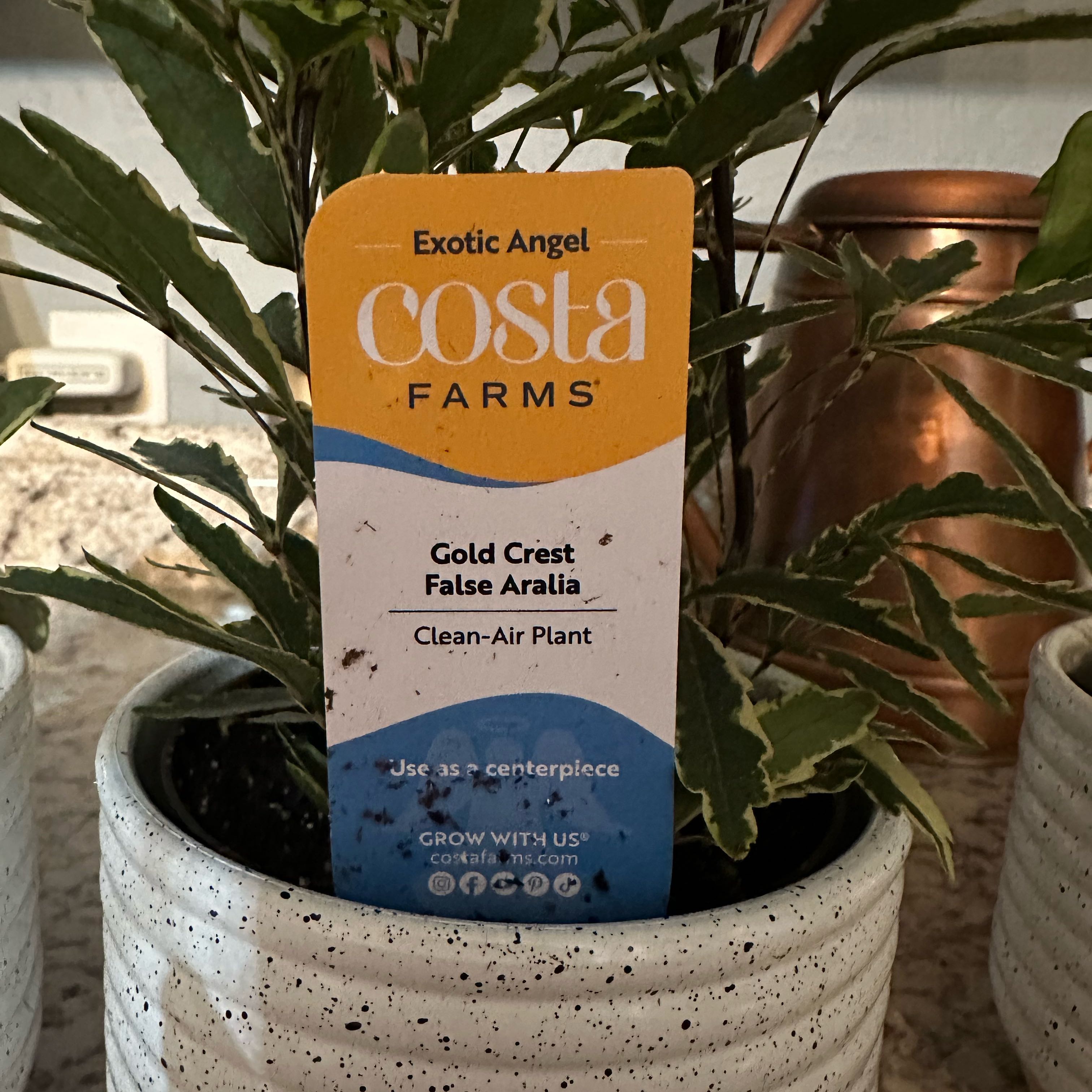 Photo of the plant species gold crest false aralia by @GutsySerpentina named Luna on Greg, the plant care app