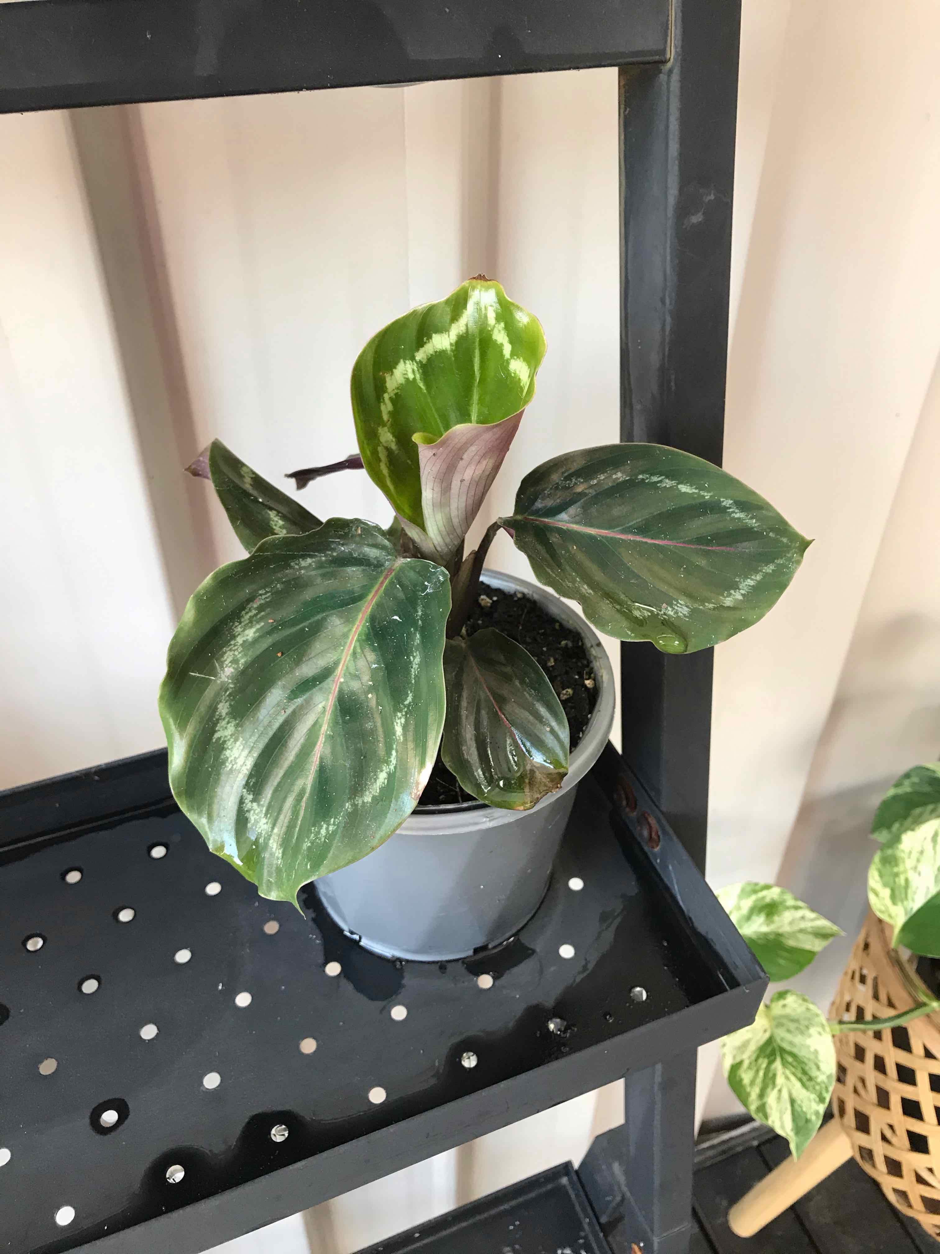 Calathea 'Medallion' plant in a pot on a shelf with visible soil and healthy leaves.