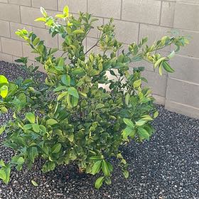 Photo of the plant species Meyer Lemon Tree by @OlympianBeans named Baesil on Greg, the plant care app