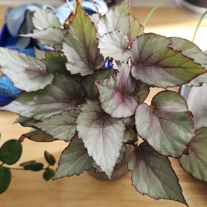 Photo of the plant species Maori Haze Begonia by @SteamyProlifica named Maori haze on Greg, the plant care app
