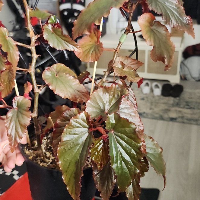 Photo of the plant species Begonia by @SteamyProlifica named Black magic on Greg, the plant care app