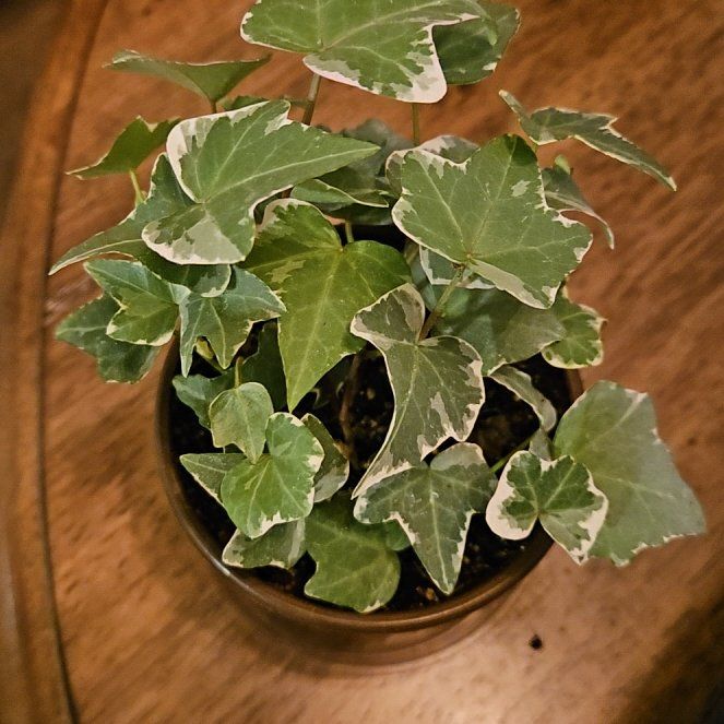 Photo of the plant species Ivy by @HumaneBeans48 named Beyonce on Greg, the plant care app