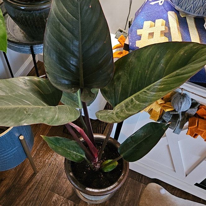 Photo of the plant species Philodendron 'Congo Rojo' by @HumaneBeans48 named Homer on Greg, the plant care app