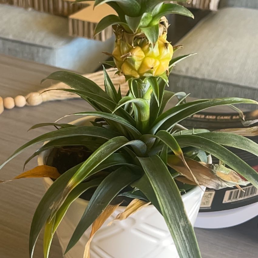 Photo of the plant species Pineapple by @ShrewdNeslia25 named Gobi on Greg, the plant care app