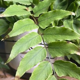 Photo of the plant species Fortune's Holly-Fern by @YokeSnowgentian named McKinley on Greg, the plant care app