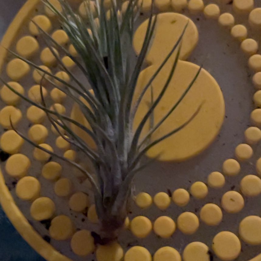 Photo of the plant species Pine Tree by @AbleElephantear named Zeus on Greg, the plant care app