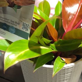 Photo of the plant species Philodendron 'Prismacolor™ Sun Red' by @SlickSugarpine named Rosa on Greg, the plant care app