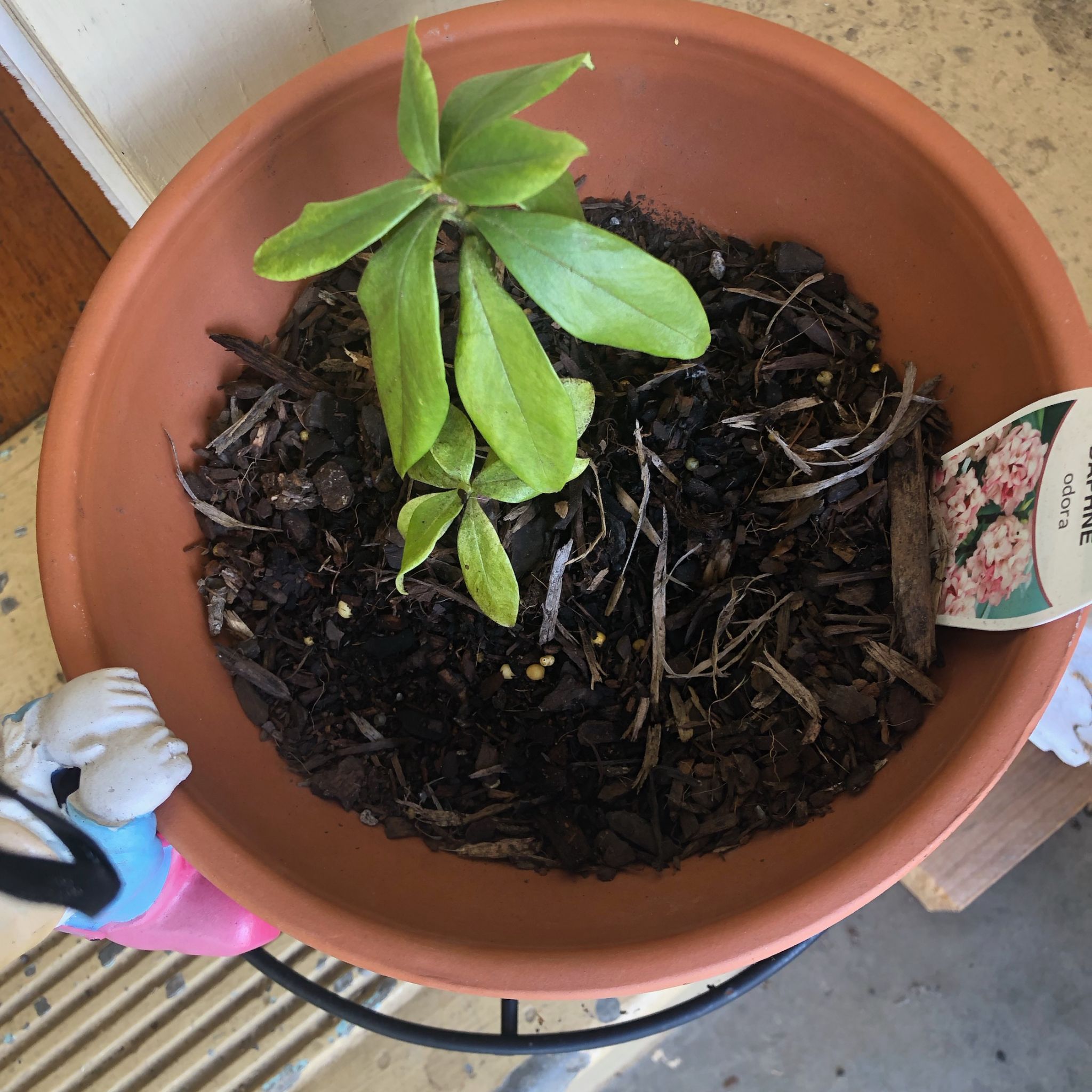 Daphne Odora