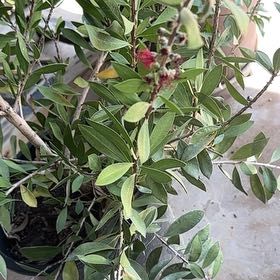 Photo of the plant species Lemon Bottlebrush by @ImpishFord named Cleopatra on Greg, the plant care app