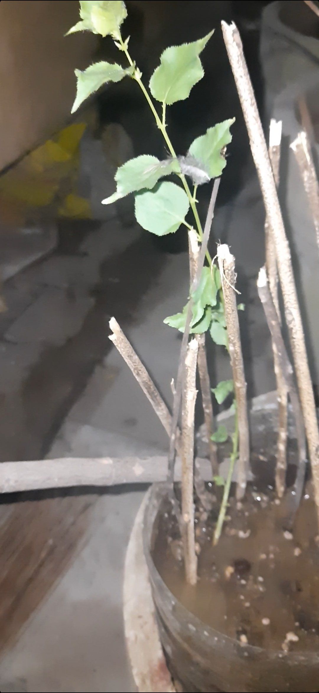 Photo of the plant species Goldcot Apricot Tree by @YesTapertiprush named Apricot on Greg, the plant care app