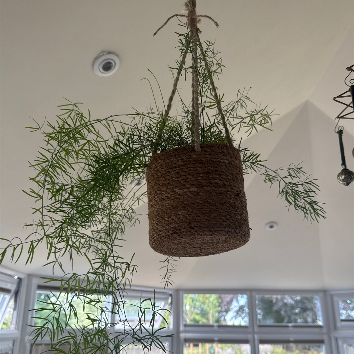 Photo of the plant species Emerald Feather Fern by @CurrentPawpaw83 named Tv Colin Co-op on Greg, the plant care app