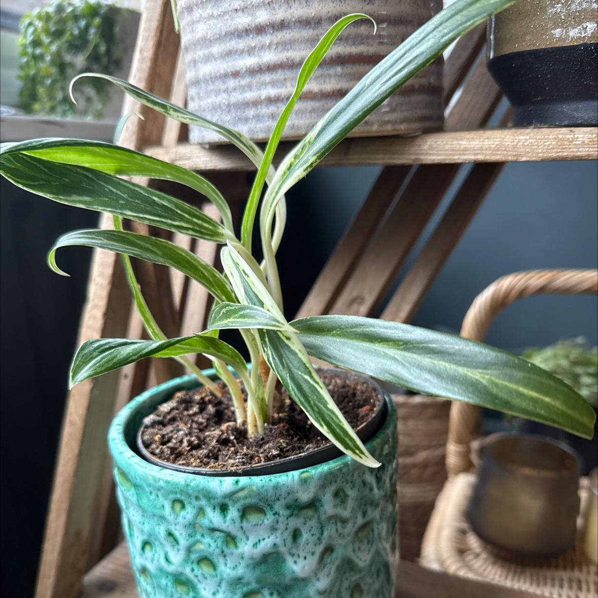 Photo of the plant species Aglaonema 'Zebra Feathers' by @CurrentPawpaw83 named Garden Sally on Greg, the plant care app