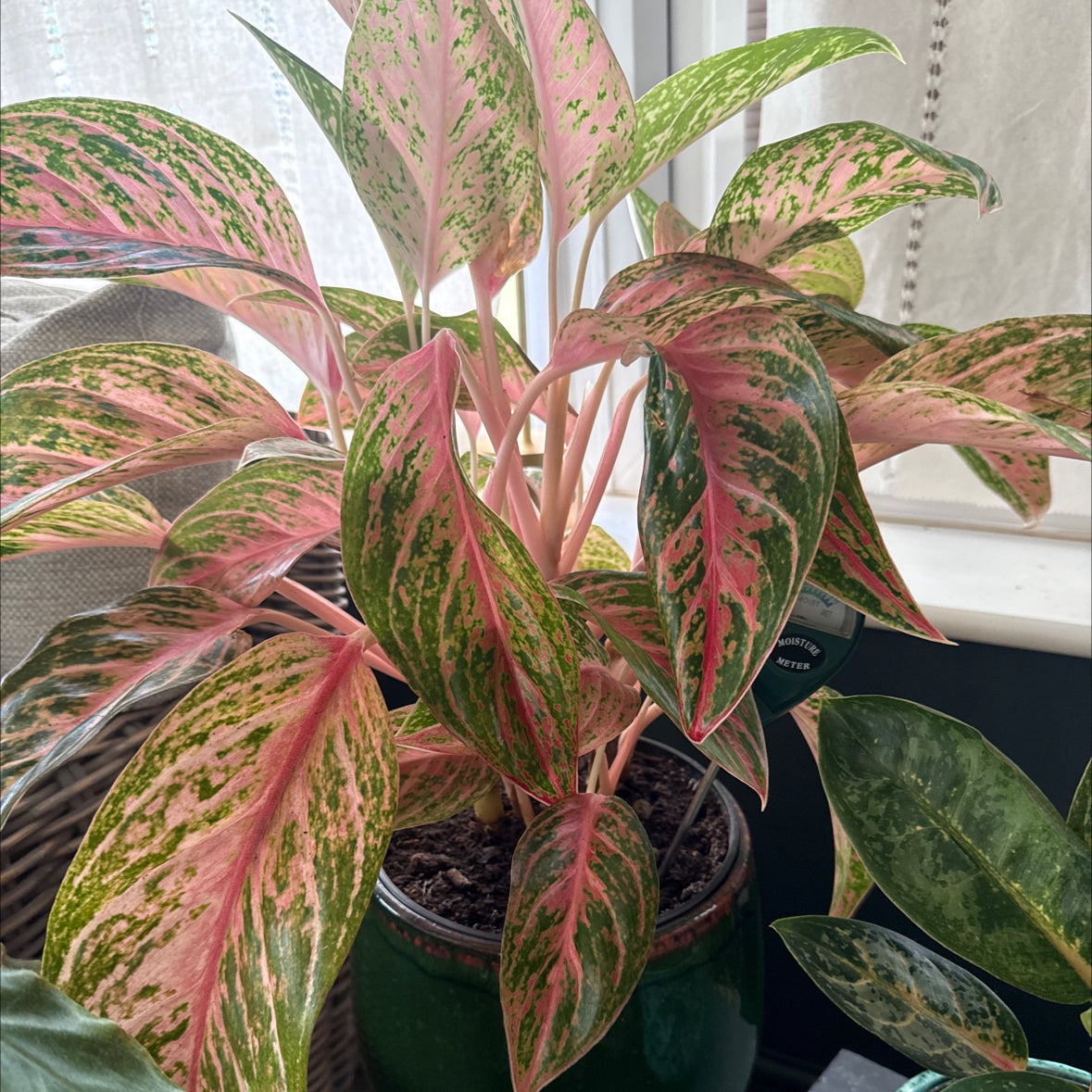 Photo of the plant species Aglaonema ‘Cocomelon' by @CurrentPawpaw83 named Garden  Marney on Greg, the plant care app