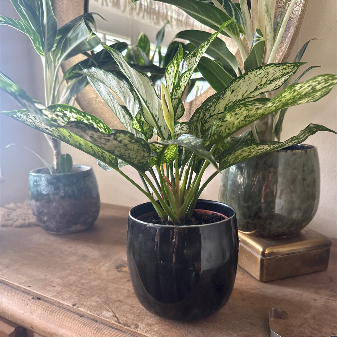 Photo of the plant species Aglaonema ‘Spotted Star White’ by @CurrentPawpaw83 named Sleep room Sandy on Greg, the plant care app