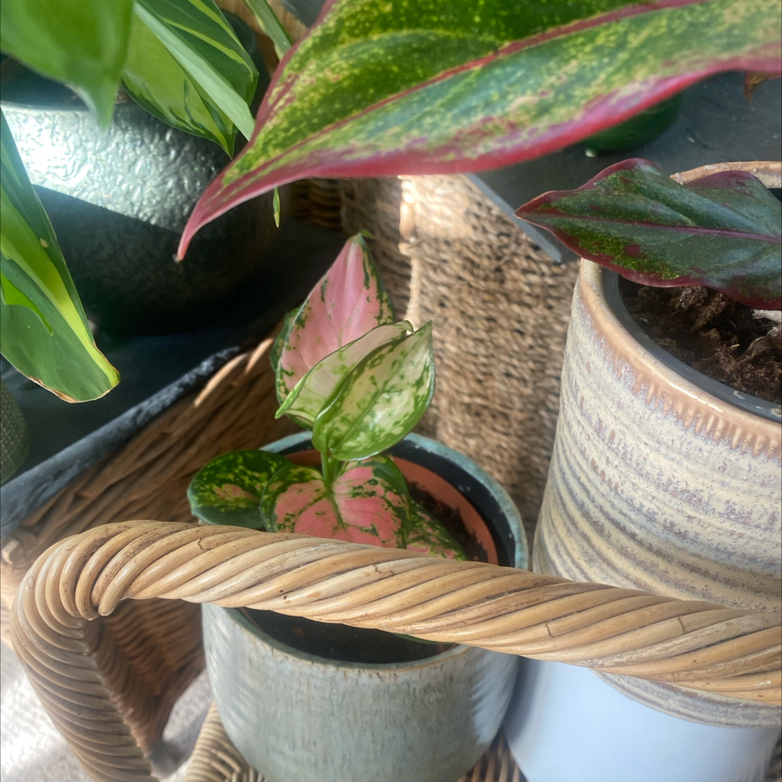 Photo of the plant species Aglaonema 'Red Zircon' by @CurrentPawpaw83 named Garden Marneys baby on Greg, the plant care app