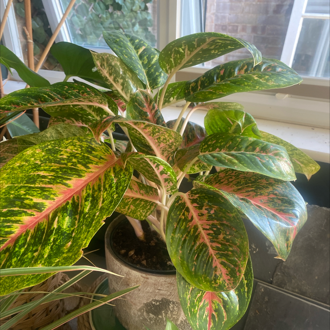 Photo of the plant species Aglaonema 'Spring Red' by @CurrentPawpaw83 named Garden Yan on Greg, the plant care app