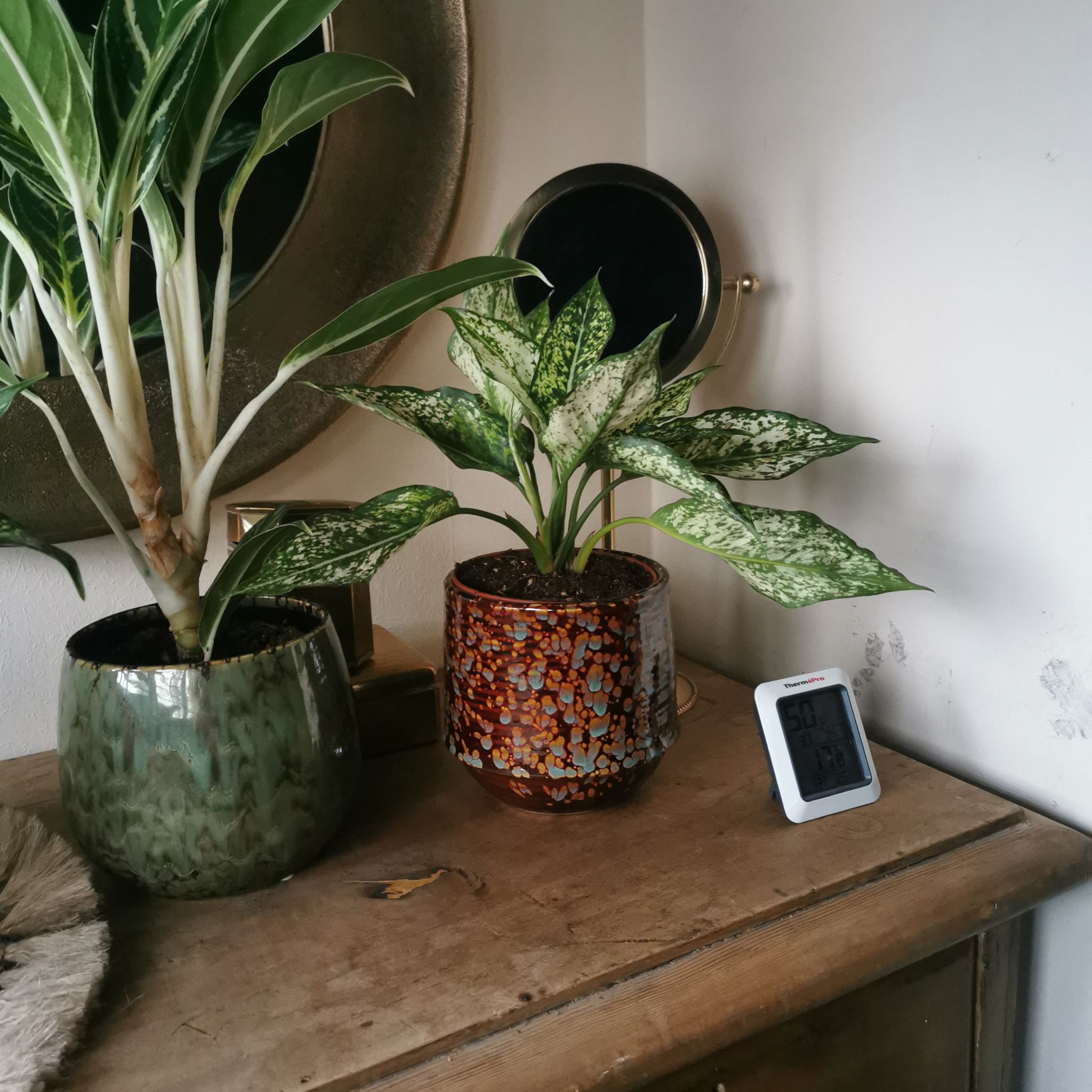 Photo of the plant species Aglaonema ‘Spotted Star White’ by @CurrentPawpaw83 named Sleep room Sister on Greg, the plant care app