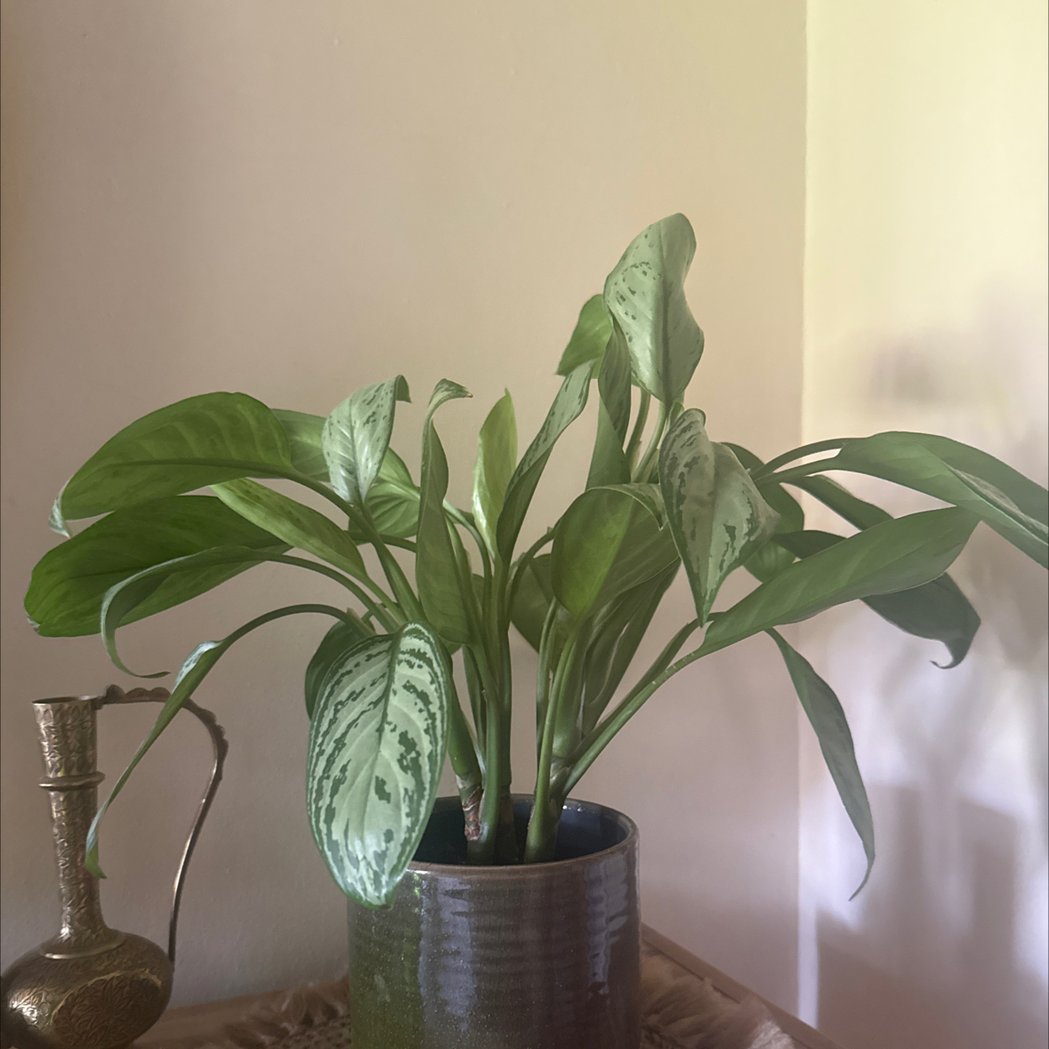 Photo of the plant species Chinese Evergreen by @CurrentPawpaw83 named Sleep room Sandra on Greg, the plant care app