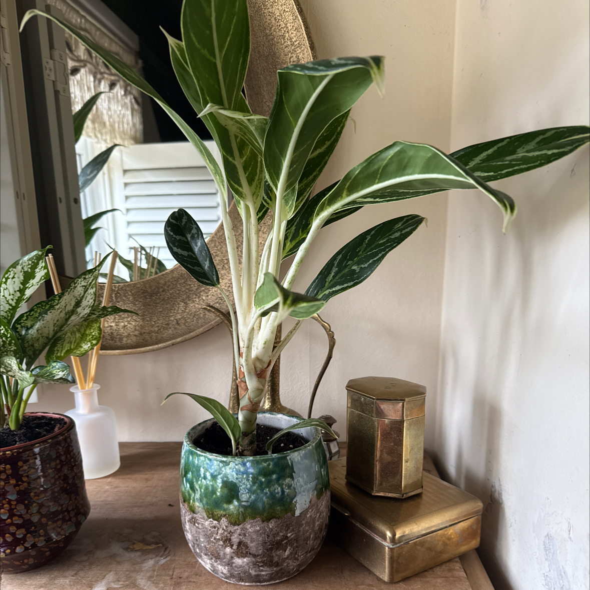 Photo of the plant species Aglaonema 'Ivy Green' by @CurrentPawpaw83 named Sleeproom slut on Greg, the plant care app