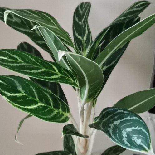 Plant care for Philodendron 'Cheeky Charlie' on Greg, the plant care app