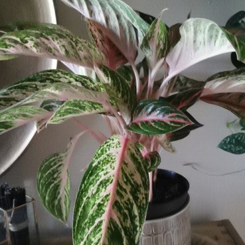 Plant care for Archipelago Swiss Cheese Plant on Greg, the plant care app