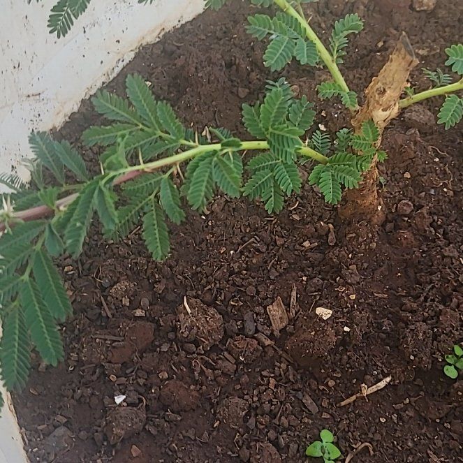 Photo of the plant species Acacia by @GuruSpanishiris named Pax on Greg, the plant care app